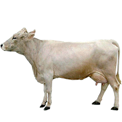 Kostroma Cow